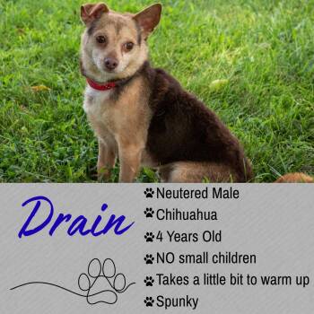 Drain -  Chihuahua Dog for Adoption in Junction City, Kansas - Drain | PetCurious