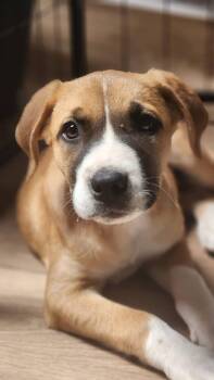Xena -  Anatolian Shepherd Dog for Adoption in Sunnyvale, California - Xena | PetCurious