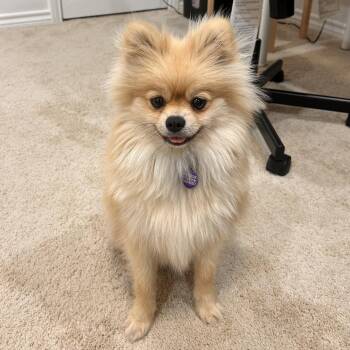 Bamboo -  Pomeranian Dog for Adoption in Garland, Texas - Bamboo | PetCurious