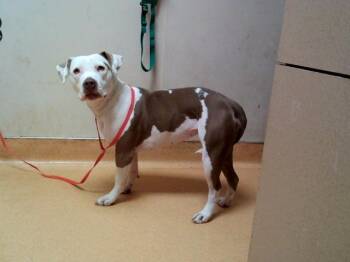 Pit Bull Terrier Dogs Available for Adoption in Martinez, California - LILLY | PetCurious