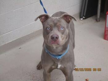 Hound Dogs Available for Adoption - (85) | PetCurious