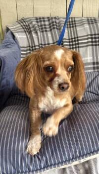 Chloe -  Poodle and Maltese Dog for Adoption in Fort Worth, Texas - Chloe | PetCurious