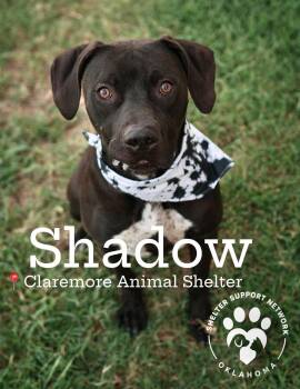 SHADOW -  Black Labrador Retriever and Rhodesian Ridgeback Dog for Adoption in Claremore, Oklahoma - SHADOW | PetCurious