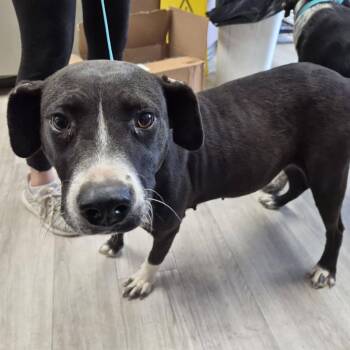 Koolaid Jammer -  Retriever and Mixed Breed Dog for Adoption in Cleveland, Mississippi - Koolaid Jammer | PetCurious