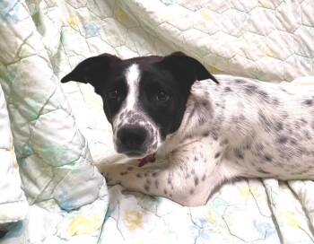 Australian Cattle Dog Blue Heeler and Labrador Retriever Dogs Available for Adoption in Decorah, Iowa - Sky | PetCurious