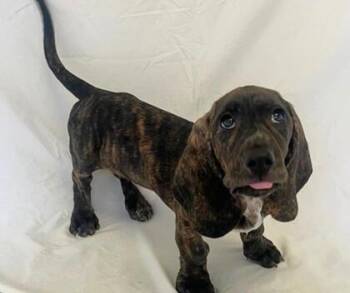 Basset Hound and Plott Hound Dogs Available for Adoption - Moose | PetCurious
