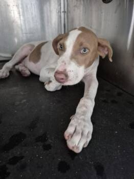 HONEY -  Pit Bull Terrier and Mixed Breed Dog for Adoption in Texas City, Texas - HONEY | PetCurious