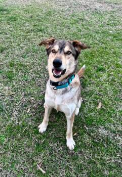 Shilo -  Husky and Mixed Breed Dog for Adoption in Gig Harbor, Washington - Shilo | PetCurious
