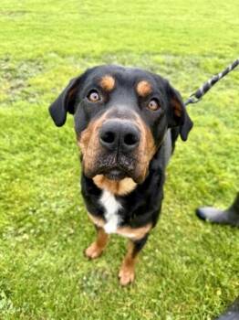 Mixed Breed Dogs Available for Adoption - Tick | PetCurious