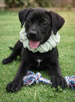Tucker -  Black Labrador Retriever Dog for Adoption in Crown Point, Indiana - Tucker | PetCurious