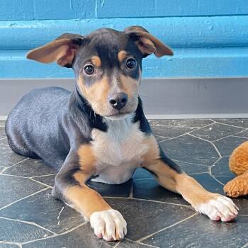 Rescue Hound Dogs for Adoption in Columbus, Ohio - Reuben | PetCurious