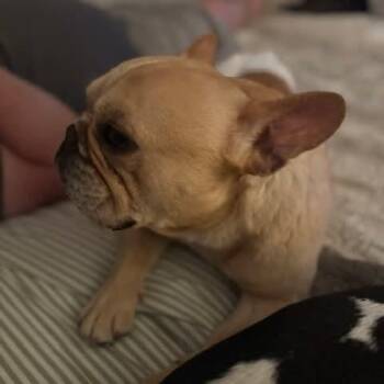 Frank -  French Bulldog Dog for Adoption in Huber Heights, Ohio - Frank | PetCurious