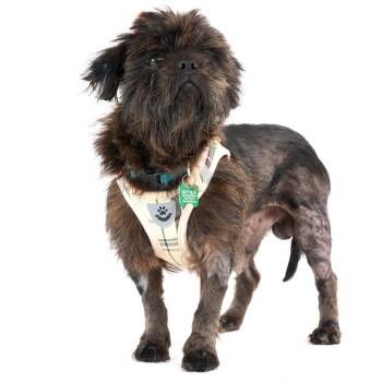 Tufted 14411 -  Affenpinscher Dog for Adoption in San Francisco, California - Tufted 14411 | PetCurious