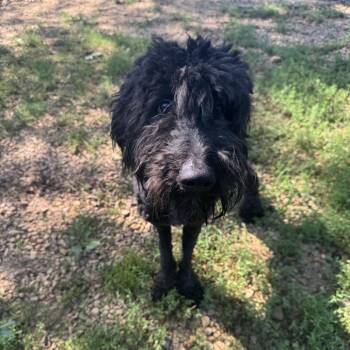 Mason -  Poodle and Labrador Retriever Dog Available for Adoption in Birmingham, Alabama - Mason | PetCurious