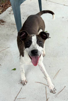 Rescue Pit Bull Terrier and Hound Dogs for Adoption in Ocean Township, New Jersey - Misha - Move In Ready! | PetCurious