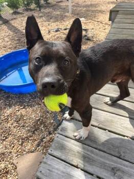 Mixed Breed Dogs Available for Adoption in Jacksonville, Florida - LANDO | PetCurious