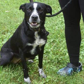 Sabrina -  Black Labrador Retriever Dog for Adoption in Belleville, Illinois - Sabrina | PetCurious