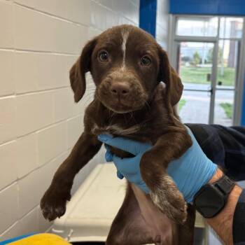Labrador Retriever Dogs Available for Adoption - Charlotte | PetCurious