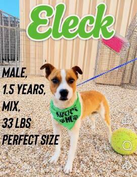 Eleck -  Australian Cattle Dog Blue Heeler and Staffordshire Bull Terrier Dog for Adoption in Thornton, Colorado - Eleck | PetCurious