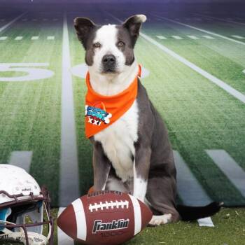 Pit Bull Terrier and Australian Shepherd Dogs Available for Adoption - FWT Scarlett | PetCurious