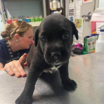 Katseye Dani -  Black Labrador Retriever and Mixed Breed Dog for Adoption in Austin, Texas - Katseye Dani | PetCurious