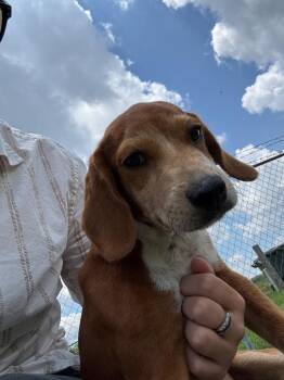 Buford -  Beagle Dog for Adoption in Metter, Georgia - Buford | PetCurious
