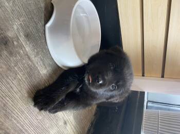 Sarafina -  Newfoundland Dog and Black Labrador Retriever Dog for Adoption in Clarksburg, Ontario - Sarafina | PetCurious