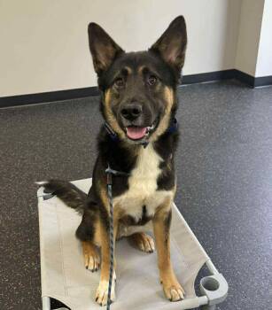 Rescue German Shepherd Dog Dogs for Adoption in Roswell, Georgia - Tommy (Tom Tom) | PetCurious