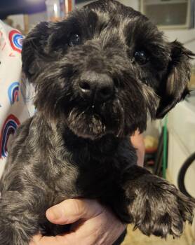 Miniature Schnauzer Dogs Available for Adoption in Raleigh, North Carolina - Josie | PetCurious