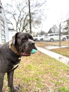 Mastiff Dogs Available for Adoption in Hampton, Virginia - Moby | PetCurious
