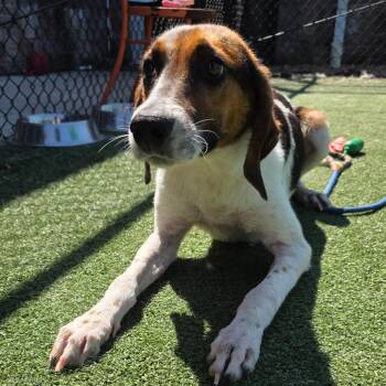 Hound Dogs Available for Adoption in Chatham, Virginia - Pecan | PetCurious
