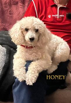 Honey -  Poodle Dog for Adoption in Council Bluffs, Iowa - Honey | PetCurious