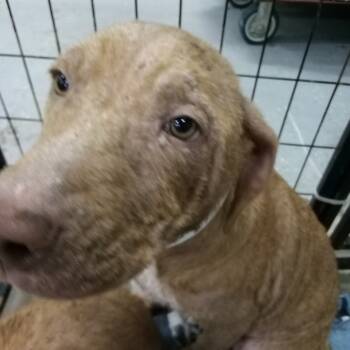 Rescue Pit Bull Terrier Dogs for Adoption in Parrish, Alabama - Farenhight | PetCurious