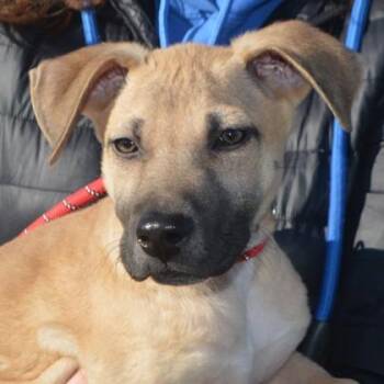 Mixed Breed Dogs Available for Adoption in Elk Grove Village, Illinois - Leo | PetCurious