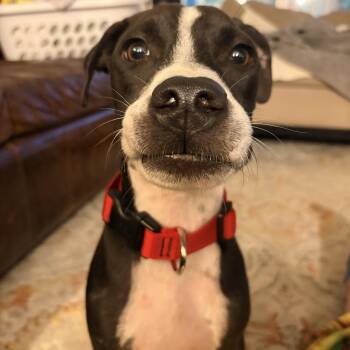 Bob Barker -  Black Mouth Cur and Basset Hound Dog for Adoption in Dripping Springs, Texas - Bob Barker | PetCurious