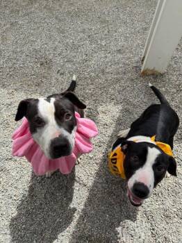 Rescue Pit Bull Terrier Dogs for Adoption in Bremerton, Washington - Queenie | PetCurious