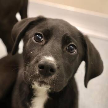 Mixed Breed Dogs Available for Adoption in Briarcliff Manor, New York - Dahlia | PetCurious