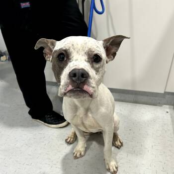 Rescue Pit Bull Terrier Dogs for Adoption in Northbrook, Illinois - Brownie Girl | PetCurious