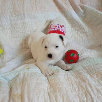 Theon -  Mixed Breed Dog for Adoption in Wadena, Minnesota - Theon | PetCurious