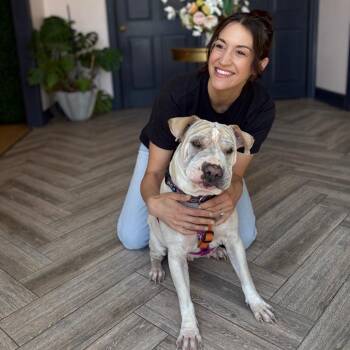 Miss Honey -  Shar Pei Dog for Adoption in La Grange, Kentucky - Miss Honey | PetCurious