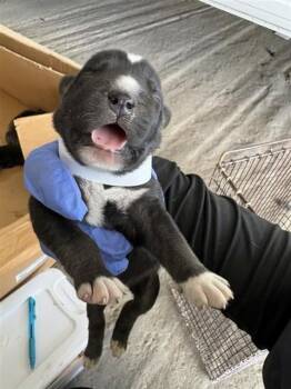 A660813 -  Labrador Retriever and Mixed Breed Dog for Adoption in Houston, Texas - A660813 | PetCurious