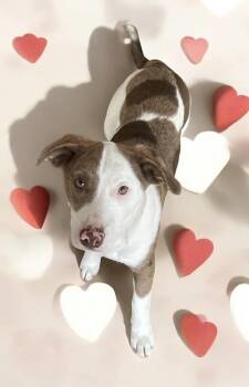 Rescue Australian Shepherd Dogs for Adoption in Chuckey, Tennessee - Ketchup - SC | PetCurious