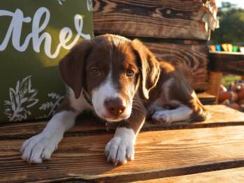 Simon -  Border Collie Dog for Adoption in San Antonio, Texas - Simon | PetCurious