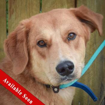 Golden Retriever and German Shepherd Dog Dogs Available for Adoption in Huntley, Illinois - Colton | PetCurious