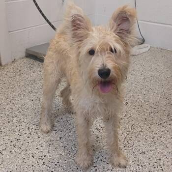 Winn-Dixie -  West Highland White Terrier Westie and Schnauzer Dog for Adoption in Hattiesburg, Mississippi - Winn-Dixie | PetCurious