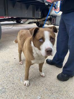 Pit Bull Terrier and Mixed Breed Dogs Available for Adoption in Dallas, Texas - PANCHO | PetCurious