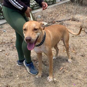 Mixed Breed Dogs Available for Adoption in Bend, Oregon - Leono | PetCurious