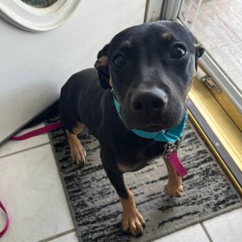 Margot -  Labrador Retriever and Miniature Pinscher Dog for Adoption in Merritt Island, Florida - Margot | PetCurious