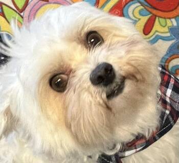 Maltese Dogs Available for Adoption in Robinson, Illinois - Dusty | PetCurious