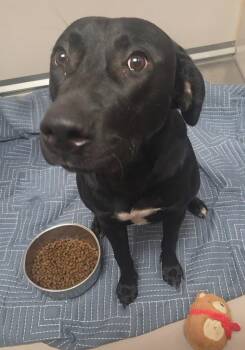 Carli Rae -  Labrador Retriever Dog for Adoption in Sherwood, Arkansas - Carli Rae | PetCurious